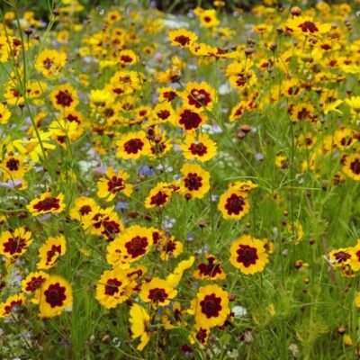 Carsko Oko (Coreopsis tinctoria)