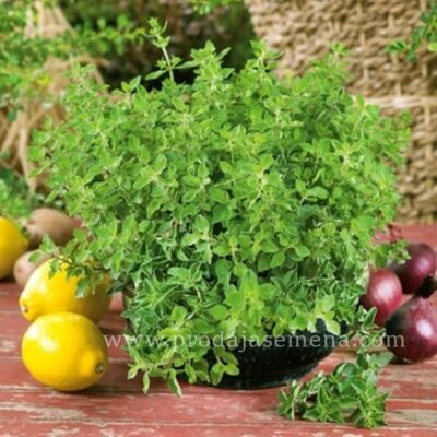 Grčki Origano (Origanum vulgare subsp. hirtum)