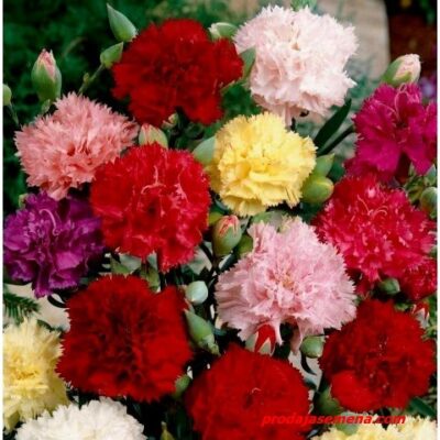 Grenadin Karanfil (Dianthus caryophyllus)