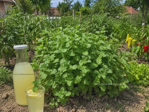 Seme Nana Mojito (Mentha × villosa)