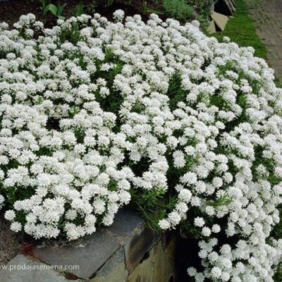 Iberis Umbellata