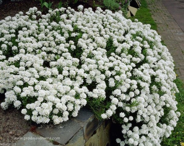 Iberis Umbellata