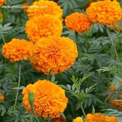 Kadifa Fiore Doppio Arancio