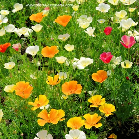 Kaliforniski Mak (Eschscholzia californica)-Prelepa cvetnica, koja se odlicno samo-rasejava