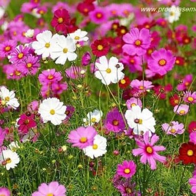 Kosmos (Cosmos bipinnatus mix)
