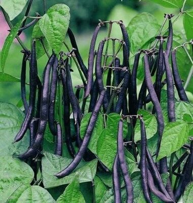 Ljubičasta Niska Boranija-Pasulj (rana)