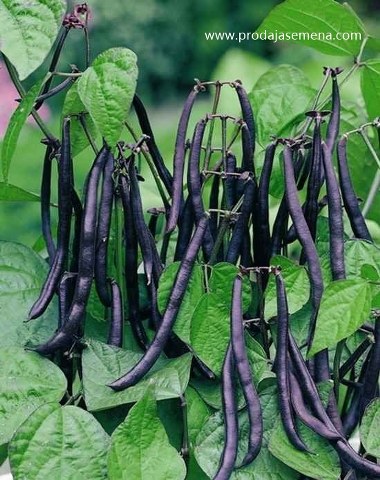 Ljubičasta Niska Boranija-Pasulj (rana)