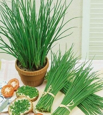 Luk Vlašac (Allium schoenoprasum)