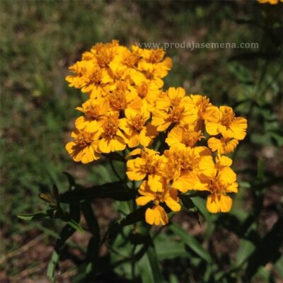 Meksički Estragon (Tagetes lucida)