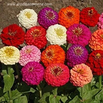 Niska Round Cinija mix