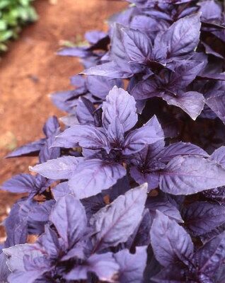 Ljubičasti Bosiljak (Ocimum basilicum ‘Purpurascens’)