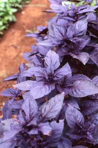 Ljubičasti Bosiljak (Ocimum basilicum ‘Purpurascens’)