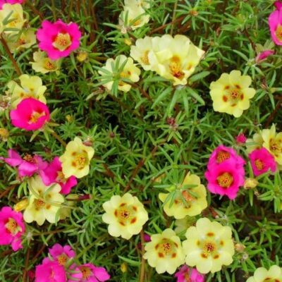 Prkos Single Mix (Portulaca grandiflora) nezahtevan dugog cvetanja