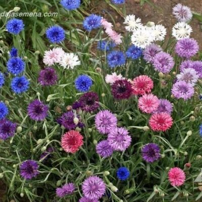 Različak & mix boja (Centaurea cyanus)