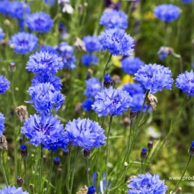 Različak & Plavi (Centaurea cyanus) stari baštenski cvet poznat po svojoj intenzivnoj, prirodno plavoj boji