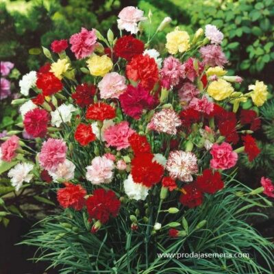 Šeboj Karanfil miks (Dianthus caryophyllus)