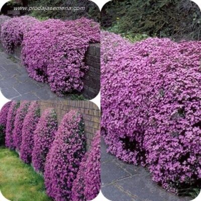 Saponaria Rosea Plena