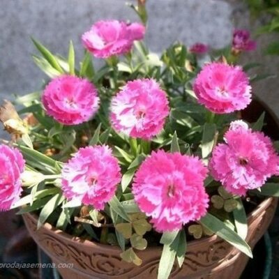 Šaboj Roze Karanfil (Dianthus caryophyllus)