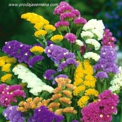 Statica Mix Boja (Limonium sinuatum)