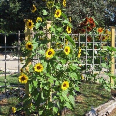 Ukrasni Suncokret visoki