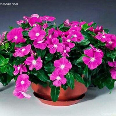 Vinca