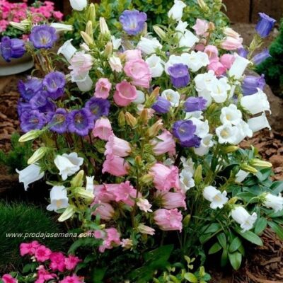 Zvoncici Mix (Campanula medium)