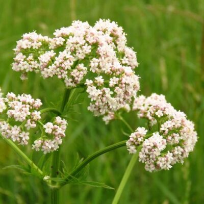 Anis (Pimpinella anisum L.)