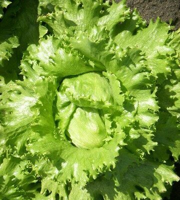 Dalmatinska Ledenka salata (Iceberg)