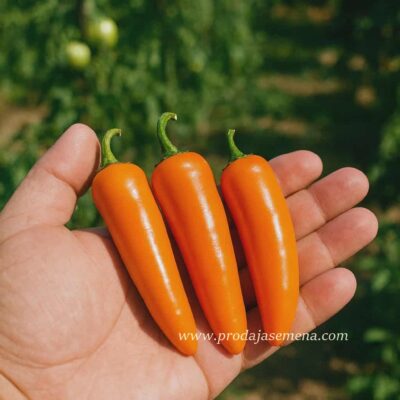 Jalapeño Orange Long Egzotična narandžasta verzija čuvene ljute paprike