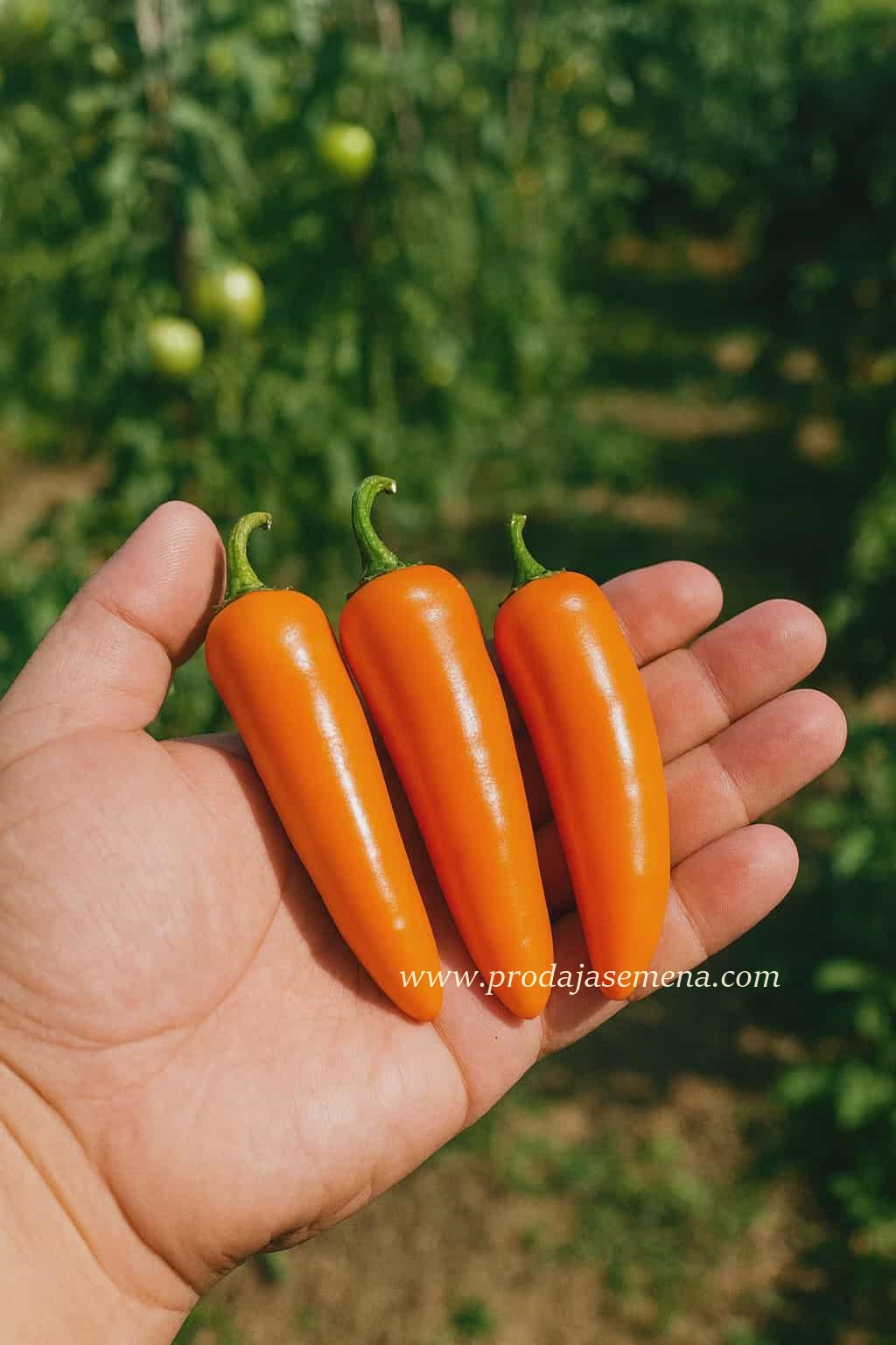 Jalapeño Orange Long Egzotična narandžasta verzija čuvene ljute paprike