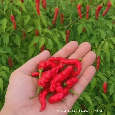 Kajenska Wavy paprika karakteristična sorta za sušenje i tradiciju