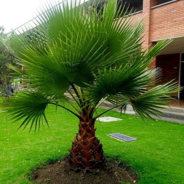Kalifornijska Lepezasta palma (Washingtonia filifera), seme