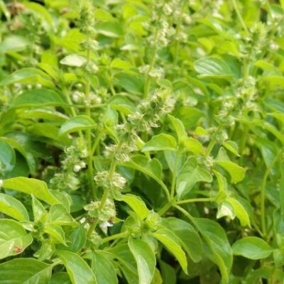 Limunski Bosiljak (Ocimum basilicum ‘Citriodorum’)