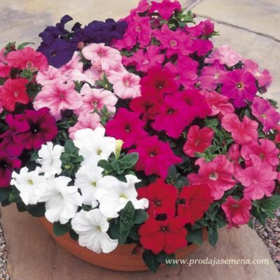 Višebojna Petunija mix Grandi fiori