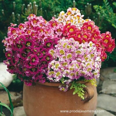 Andjeoska Krila-Schizanthus (11 vrsti cveca)