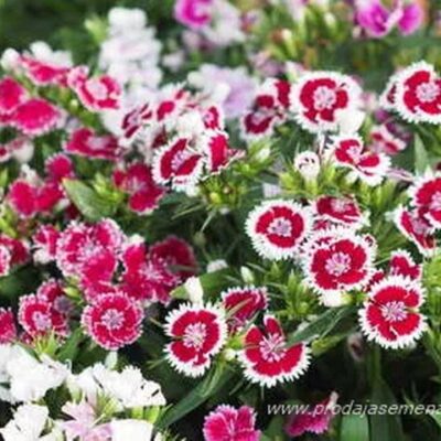 Kineski Karanfil (Dianthus chinensis)