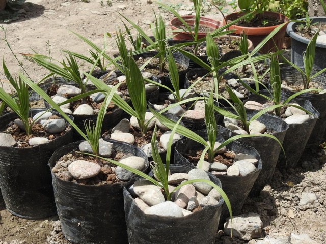 Kalifornijska Lepezasta palma (Washingtonia filifera), seme