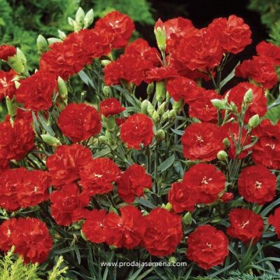 Šeboj Crveni Karanfil (Dianthus caryophyllus)