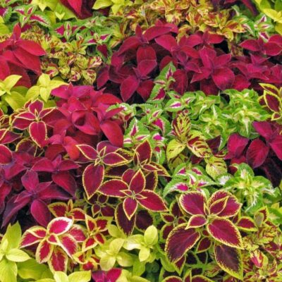 Ukrasna koprivica (Coleus)