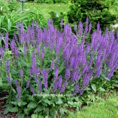 Žalfija (Salvia officinalis)