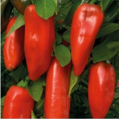 Paprika Delfina-Radna sorta