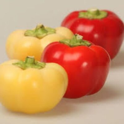 Paprika Beli Kalvil