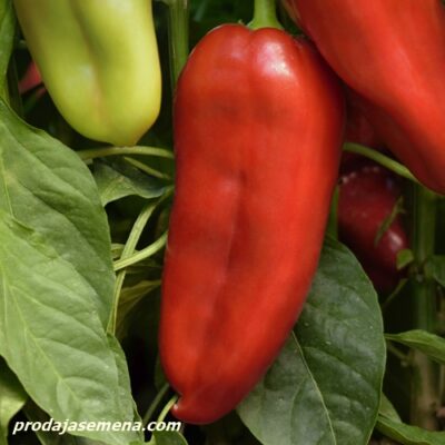 Paprika Belo Uvo-Izuzetno krupni plodovi ajvaruse 200-300gr plod