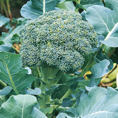 Brokoli Korvet
