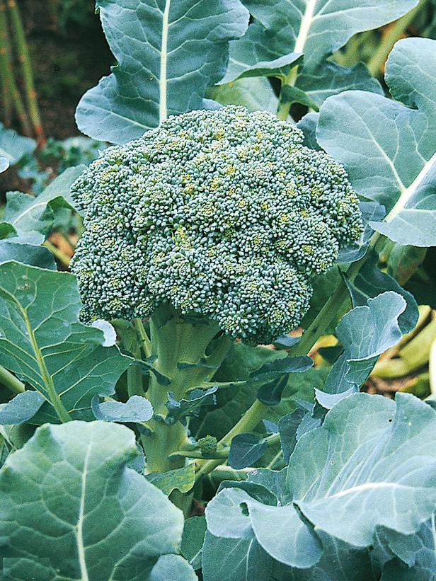 Brokoli Korvet