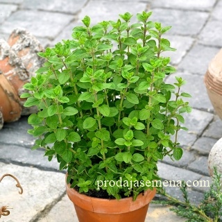 Majoran (Origanum majorana)