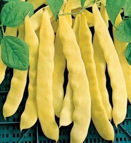 Boranija Rana Meraviglija (visoka)