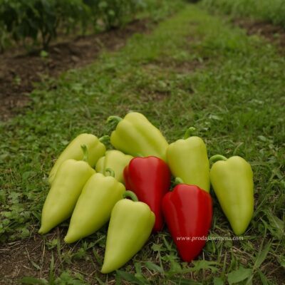 Paprika Morava
