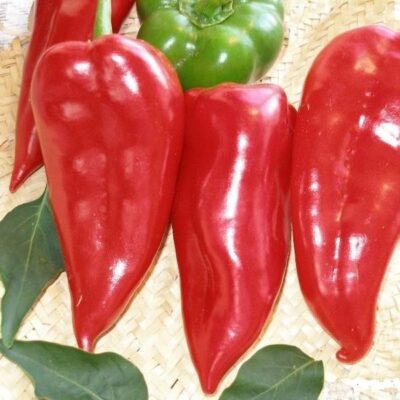 Paprika Prizrenka