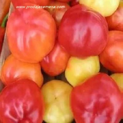Paprika Paradajz